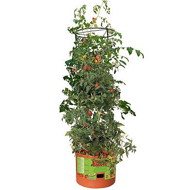 Hydrofarm GCTB Tomato Barrel Pot Garden Planting 4 Foot Trellis System (2 Pack)