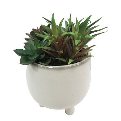 Sonoma Goods For Life® Asst Succulents In Ceramic Glazed Pot