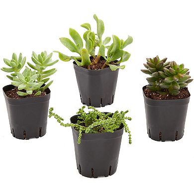 150 Pack 2 Inch Plastic Seedling Pots for Plants, Small Square Nursery Planters for Flowers, Succulents (Black)