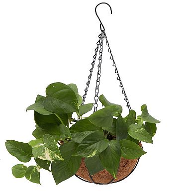 Black Metal Hanging Planter Basket with Coco Liners (8 x 17.5 In, 2 Pack)