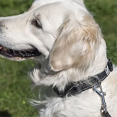 Reflective Nylon Dog Collar For Medium To Large Dogs
