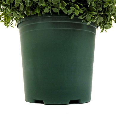 National Tree Company 44-in. Faux Boxwood Spiral Pre-Lit Topiary