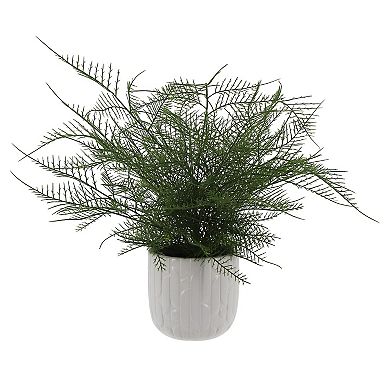 Asparagus Fern In Decorative Ceramic Pot