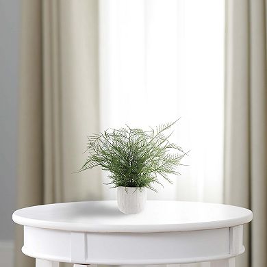 Asparagus Fern In Decorative Ceramic Pot
