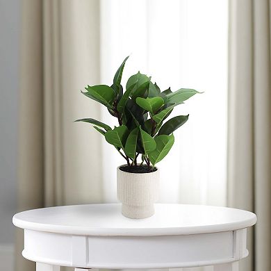 Potted Ficus