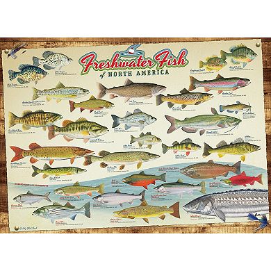 Cobble Hill 1000 Piece Puzzle: Freshwater Fish Of North America