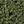 Deep Fern