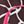 Pink Giraffe
