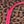 Pink Leopard