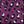 Purple Leopard