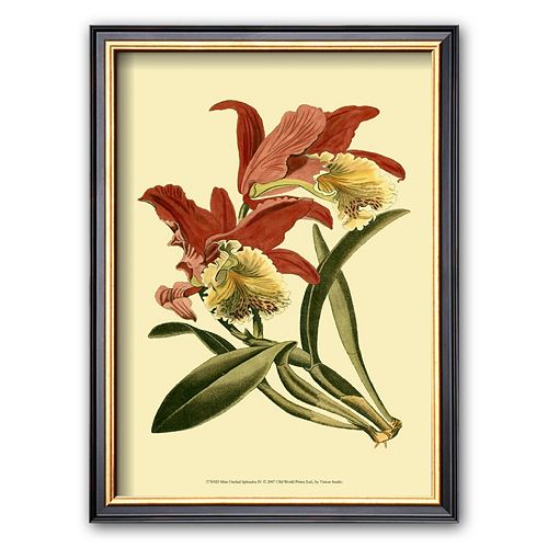 Art.com Orchid Splendor IV Framed Art Print
