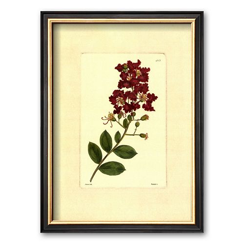 Art.com Red Curtis Botanical II Framed Art Print