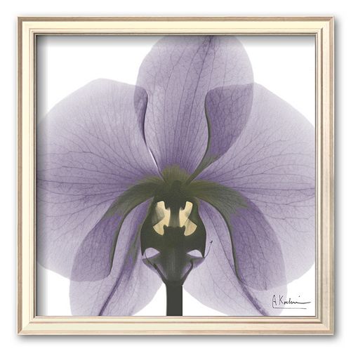 Art.com Precious Orchid in Purple Framed Art Print by Albert Koetsier