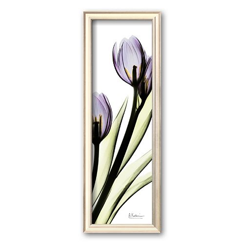 Art.com Tulip in Purple Framed Art Print by Albert Koetsier