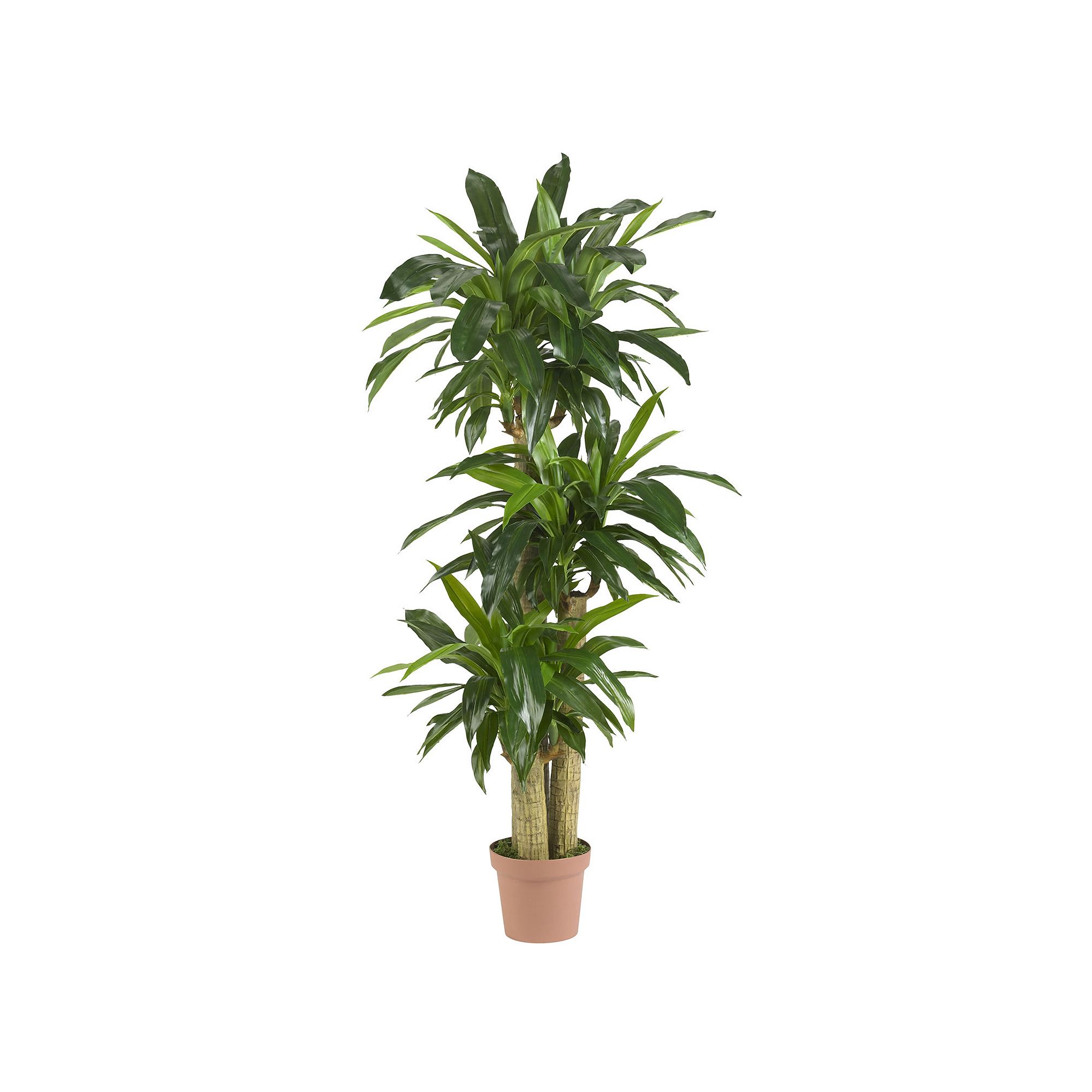 nearly natural Silk Corn Stalk Dranaena Plant, Green