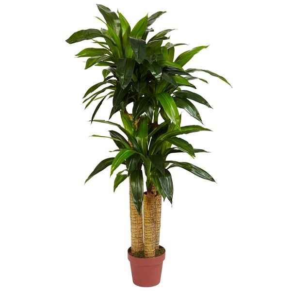 nearly natural Silk 4ft. Corn Stalk Dracaena Plant
