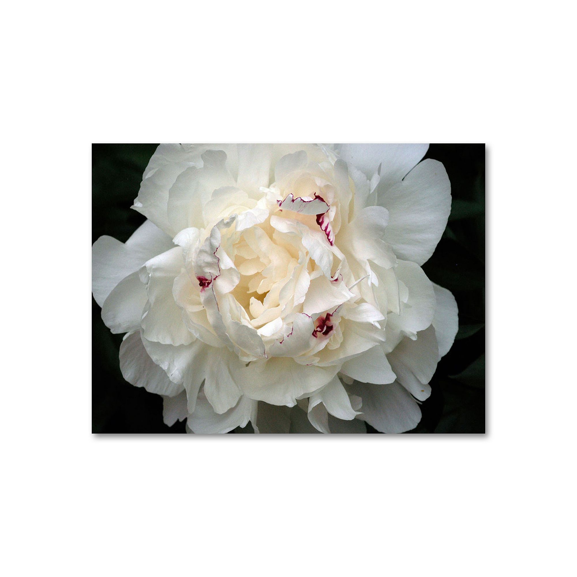 Perfect Peony Canvas Wall Art by Kurt Shaffer, White