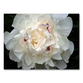 Perfect Peony 24" x 32" Canvas Wall Art by Kurt Shaffer