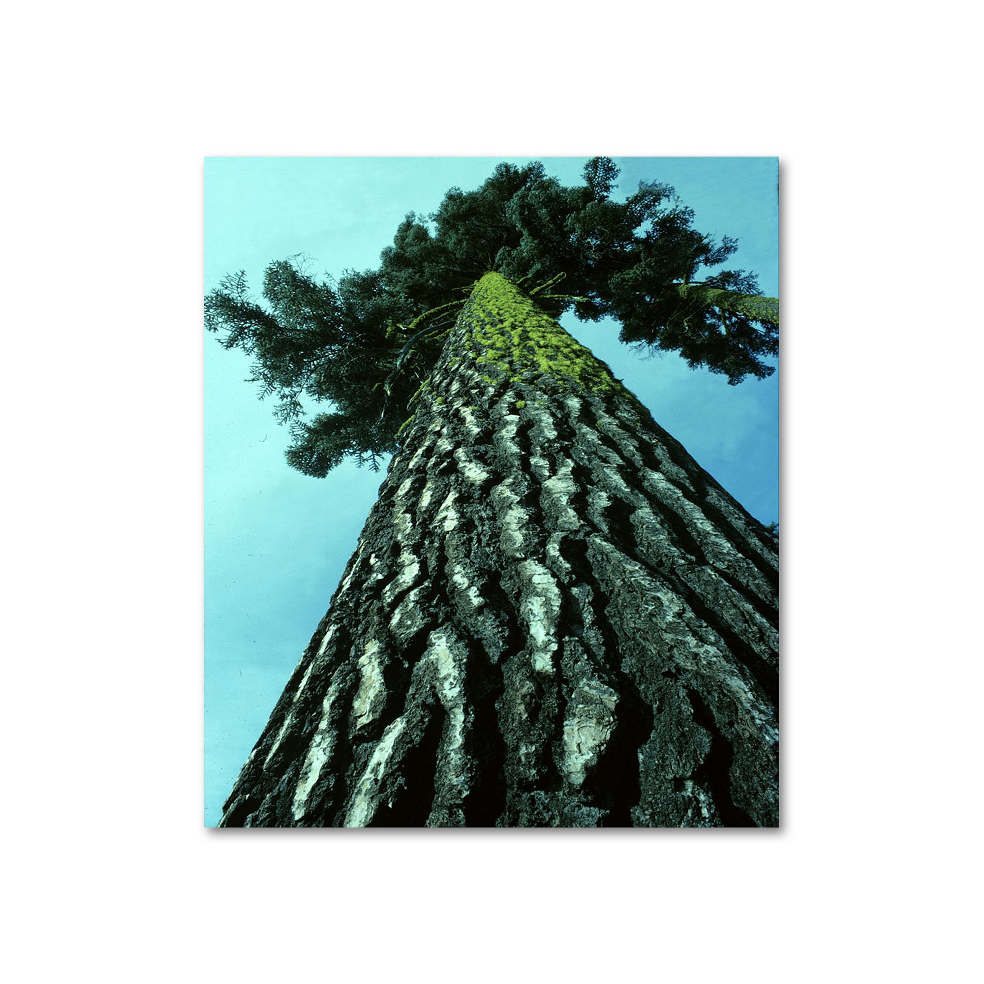 A Tree of Life Canvas Wall Art by Kurt Shaffer, Green