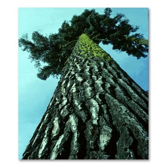 A Tree of Life Canvas Wall Art by Kurt Shaffer