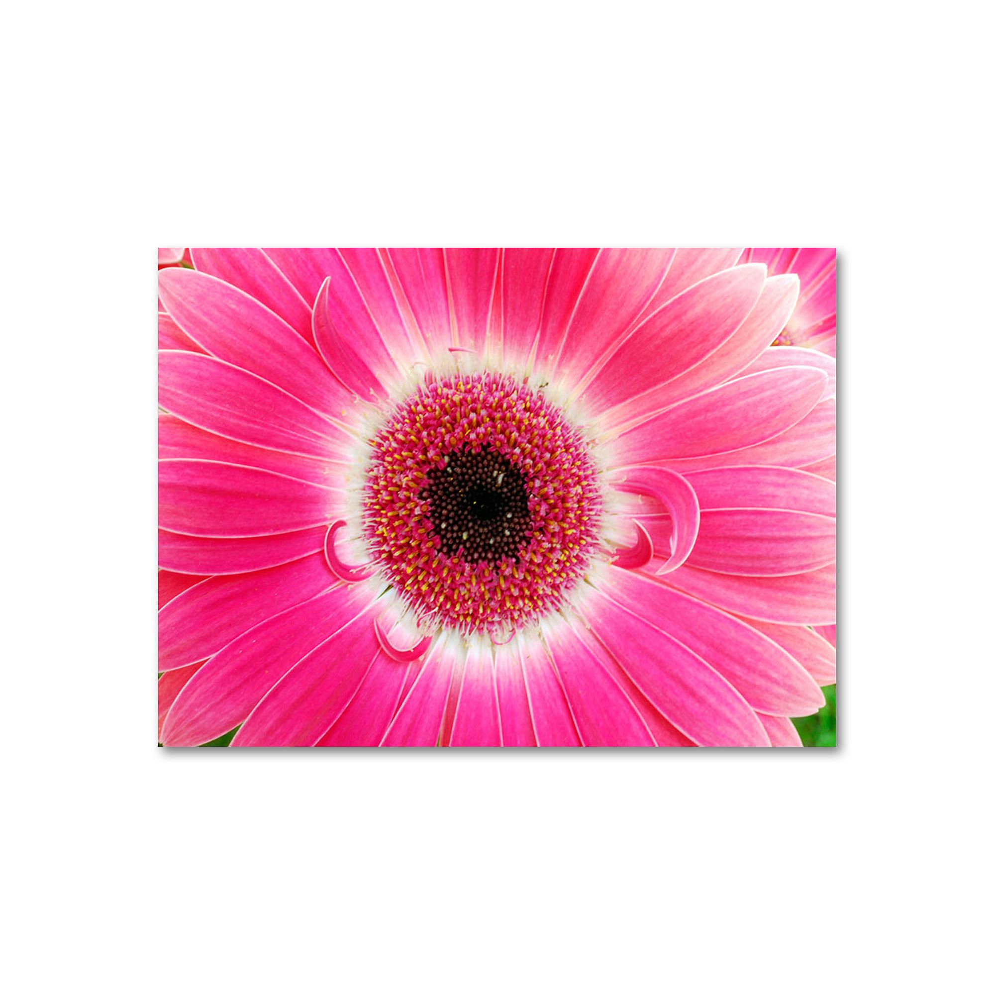 Pink Gerber 18 x 24 Canvas Wall Art by Kurt Shaffer