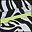 Lime Zebra