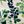 Plantopia Print