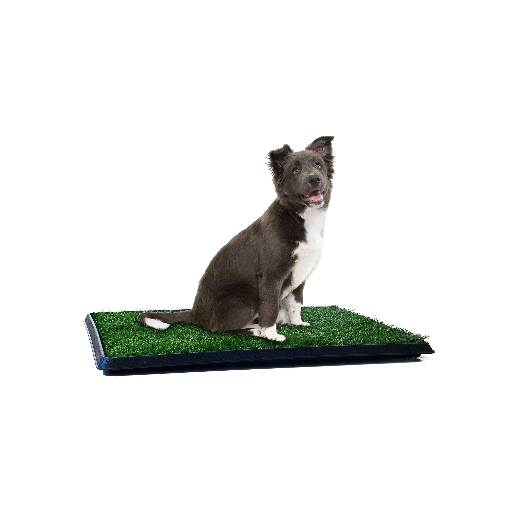 PAW Puppy Potty Trainer, Black