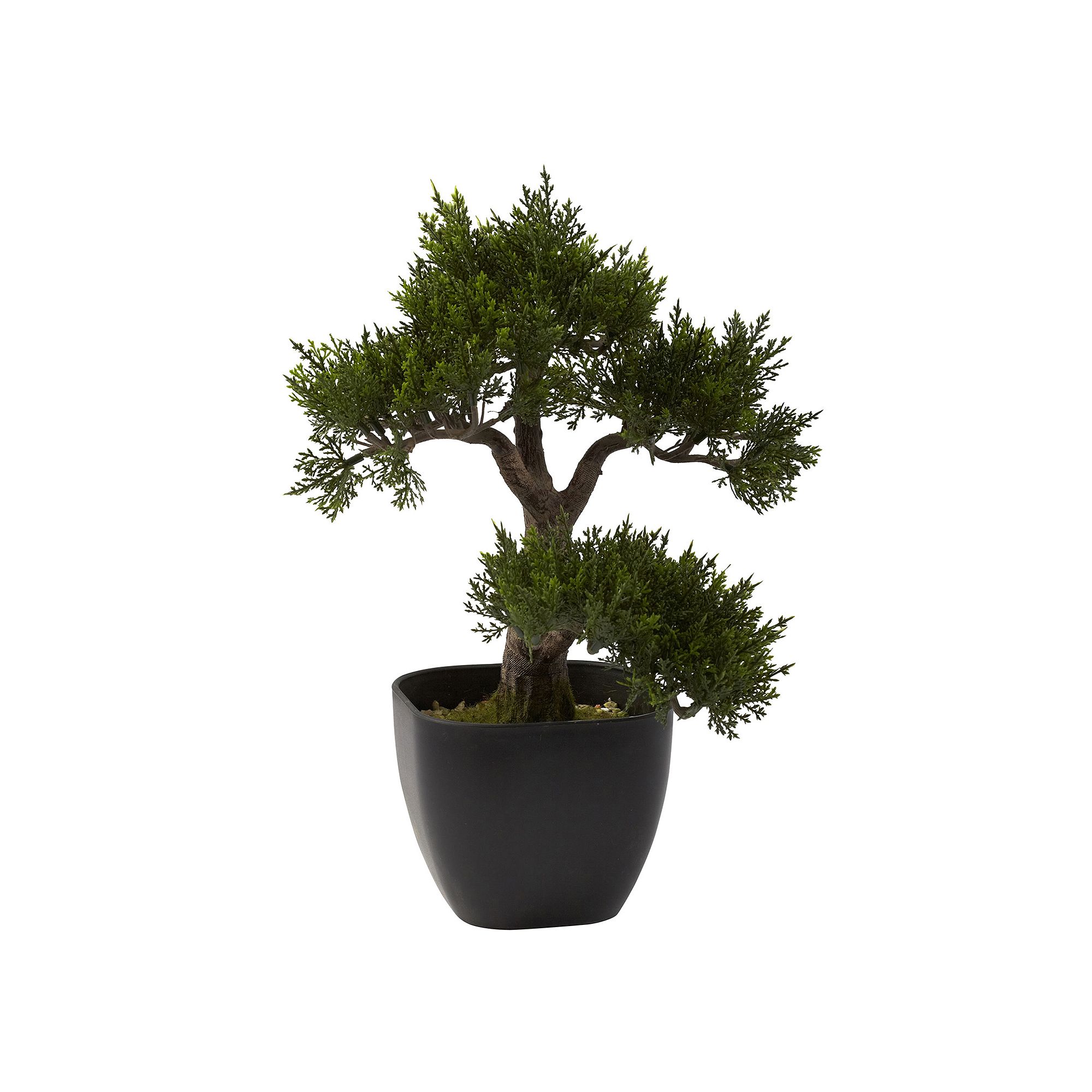 nearly natural Cedar Bonsai, Green