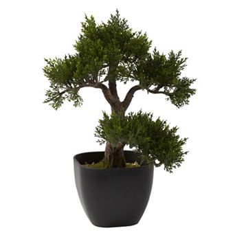 nearly natural Cedar Bonsai