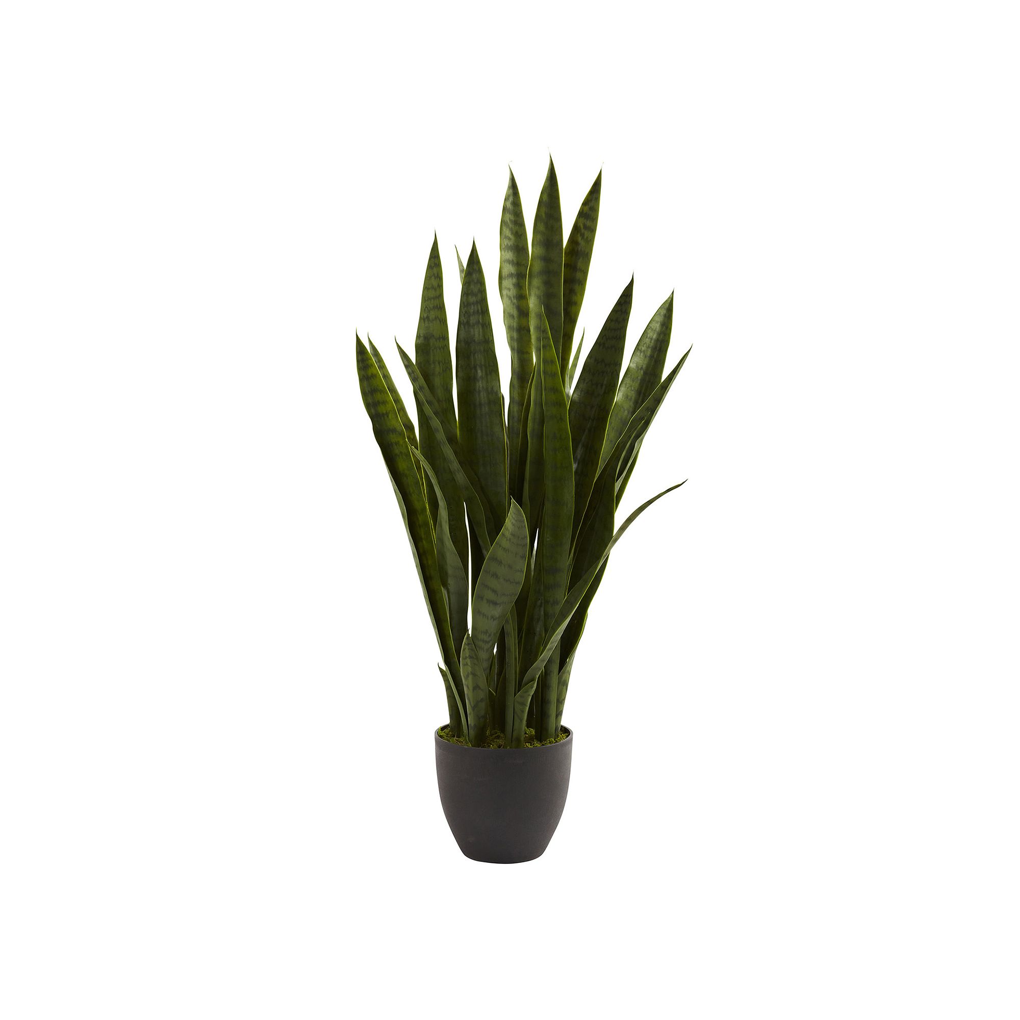 nearly natural Sansevieria Arrangement, Black
