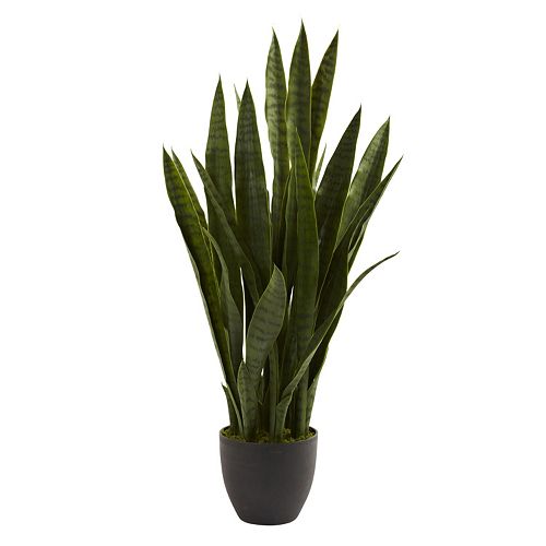 nearly natural Sansevieria Arrangement