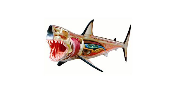 4D Vision Shark Model by 4D Master