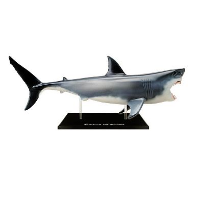 4D Vision Shark Model by 4D Master