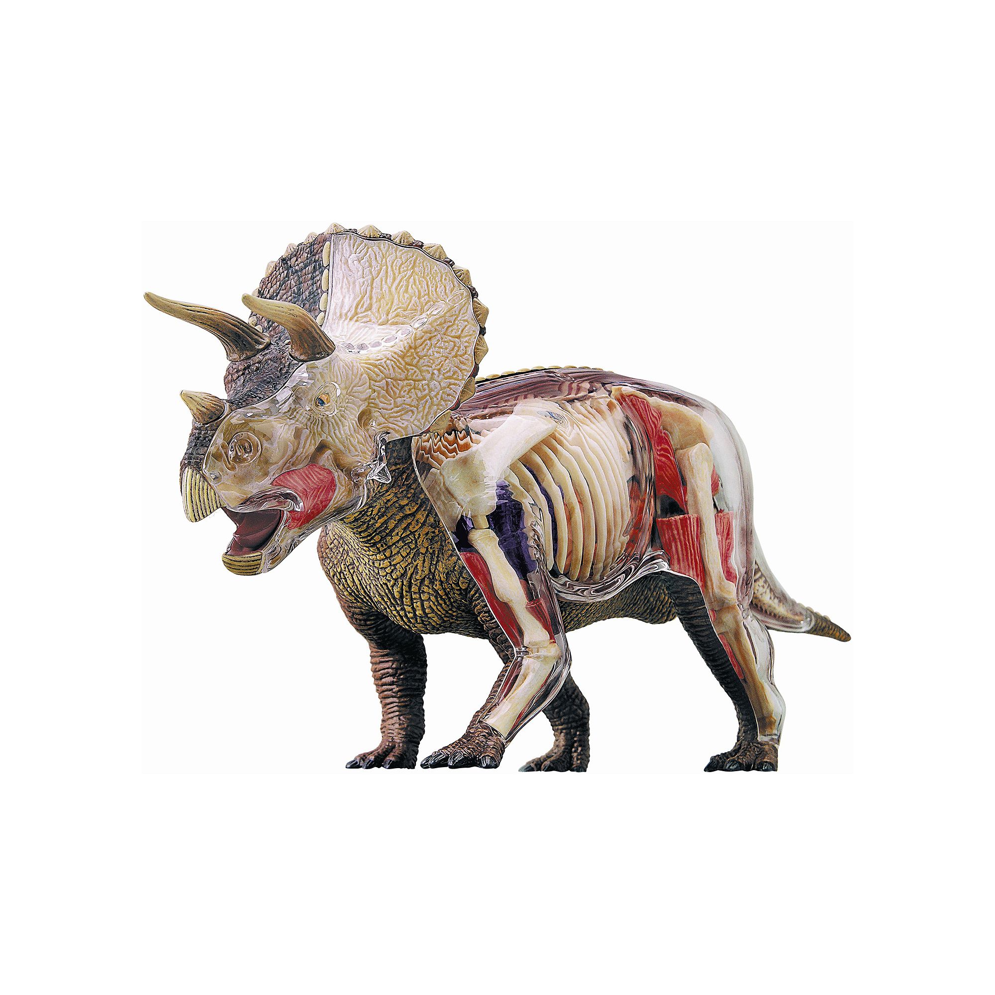 4D Triceratops Anatomy Model by John N. Hansen Co., Multicolor