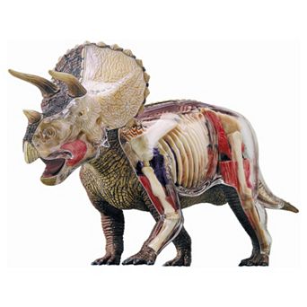 4D Triceratops Anatomy Model by John N. Hansen Co.