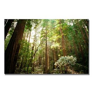24 X 16 Muir Woods Canvas Wall Art