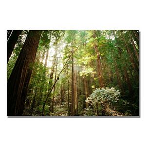 24 X 16 Muir Woods Canvas Wall Art