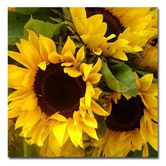 18'' x 18'' ''Sunflowers'' Canvas Wall Art
