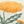 Marigold Stripe