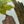 Tree Camo