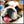 Bulldog