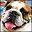 Bulldog
