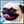 Pug