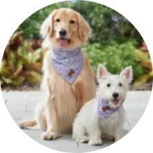 Pets image