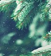 Image of a tree covered in snow