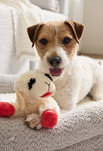 Dog laying down with a chew toy between the front paws.