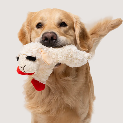 Dog holding a lamb shaped chew toy in its mouth.