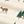 Deer Hallow