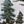 Snowy Pine Trees Green
